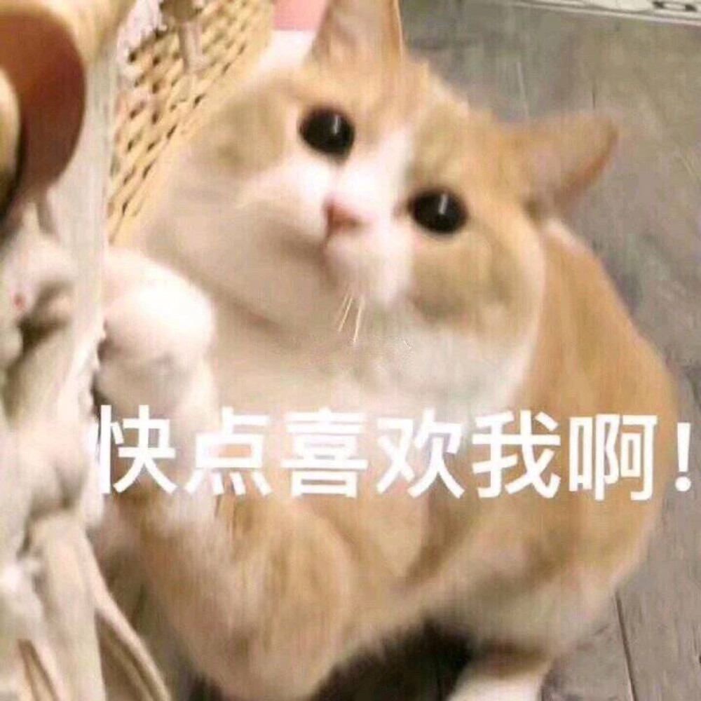 萌宠 猫星人 快点喜欢我啊 激动 呆萌 可爱