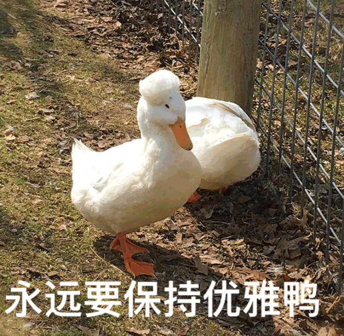 鸭鸭 鸭子表情包 鸭子 永远要保持优雅鸭