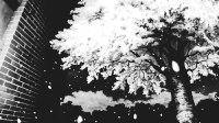 大树 落花 浪漫 唯美