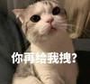 萌宠 猫星人 你再给我拽 生气 呆萌 可爱