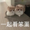 萌宠 猫星人 一起看笨蛋 盯着 搞怪 逗