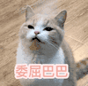 萌宠 猫星人 委屈巴巴 可怜 搞怪 可爱