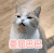 萌宠 猫星人 委屈巴巴 可怜 搞怪 可爱