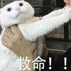萌宠 猫 猫咪 喵星人 救命
