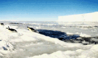 企鹅 penguin 冰川 跳跃