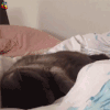 猫 可爱 早上好 soogif soogif出品