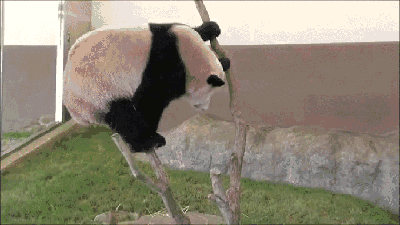 熊猫 倒挂金钩 萌化了 天然呆 动物 哈哈 panda