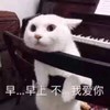 萌宠 猫星人 早上好 我爱你 呆萌 可爱