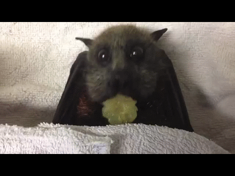 蝙蝠 吃葡萄 可爱 萌