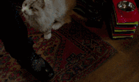 九条命 可爱 挠 猫 电影 萌