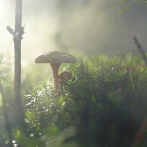风景 蘑菇生长