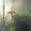 风景 蘑菇生长