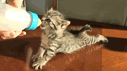 小猫 喝奶 可爱 毛茸茸
