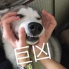 萌宠 汪星人 巨凶 咧着嘴 可爱 憨憨