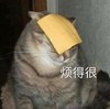 萌宠 猫星人 烦得很 烦躁 呆萌 可爱