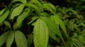 哥斯达黎加 植物 纪录片 薄荷叶