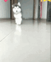 二哈 哈士奇 狂奔 搞笑 可爱
