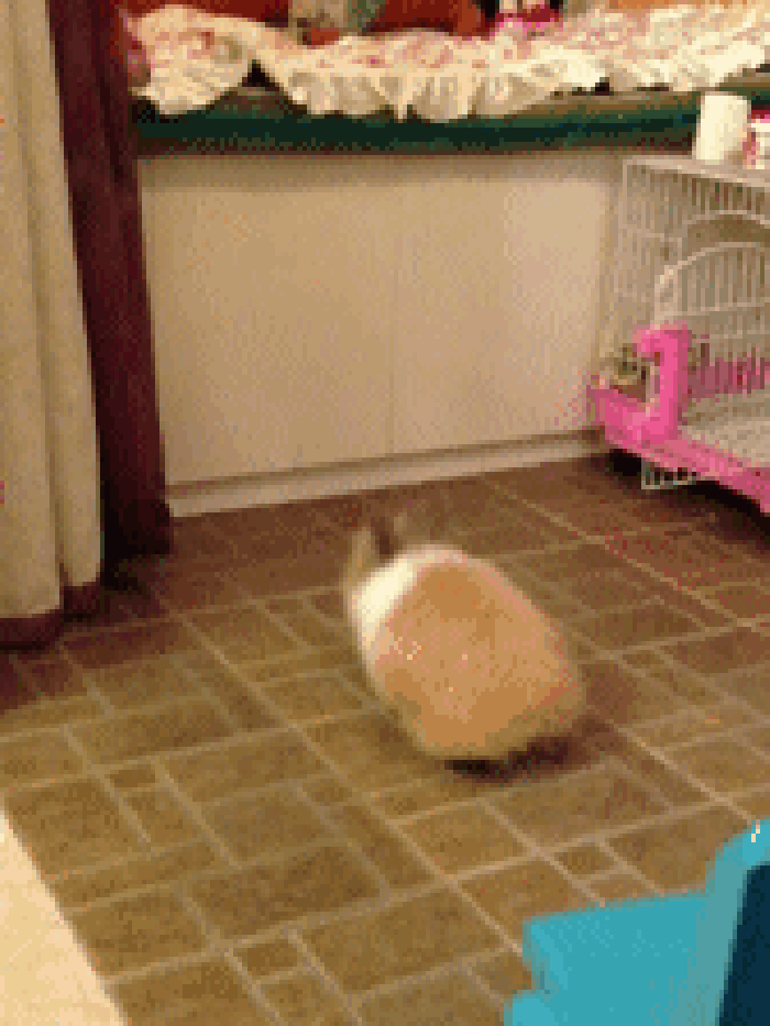 兔子 跳跃 撞到 搞笑