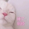 萌宠 喵星人 我好困 我睡了别烦我 淘气 机灵