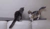 猫咪 搞笑 按头 害怕 萌宠