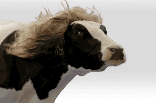 奶牛 头发 风  假发