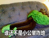 猫咪 绿色裙子 拖鞋 谁还不是 小公举
