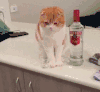 猫咪 瓶子 杯子 推下去 淘气