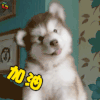 萌宠 狗狗 狗 加油 赞 soogif soogif出品