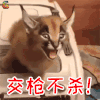 萌宠 猫咪 猫 吃鸡 交枪不杀 soogif soogif出品