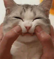 猫咪 牙齿 听话 可爱