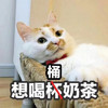 萌宠 喵星人 想喝桶奶茶 慵懒 呆萌 可爱