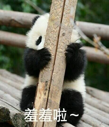 熊猫 可爱 国宝 羞羞啦