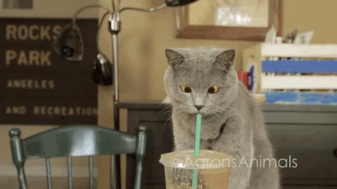 猫咪 饮料 吸管 喝饮料