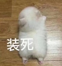 萌宠 猫星人 装死 别找我 呆萌 可爱