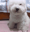 汪星人 嘿嘿 卖萌 微笑