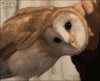 猫头鹰 owl