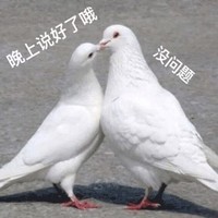 萌宠 鸽子 晚上说好了哦 没问题 搞怪 呆萌