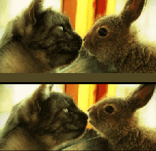 猫 兔子 亲吻 可爱