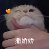萌宠 猫星人 撒娇娇 可爱 呆萌 可爱