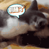 萌宠 猫咪 别睡啦 起床