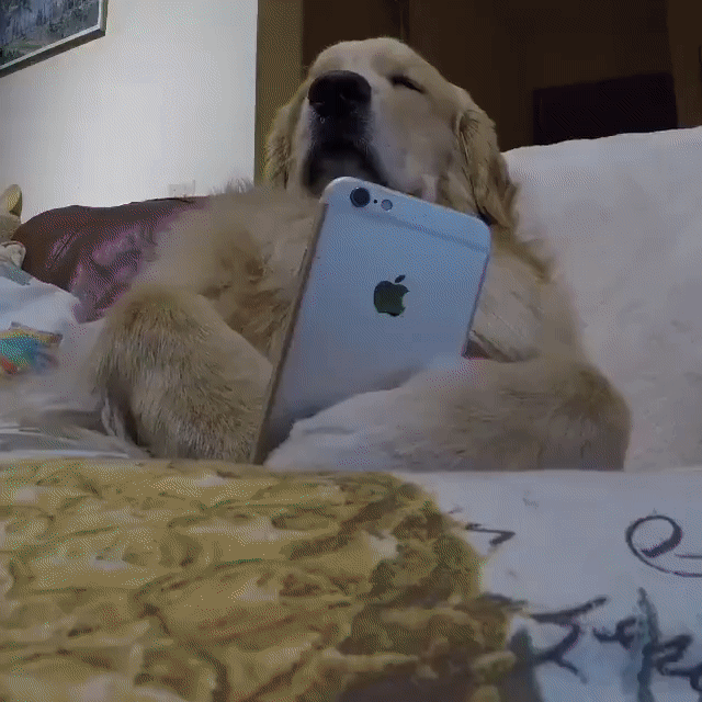 金毛 Golden Retriever