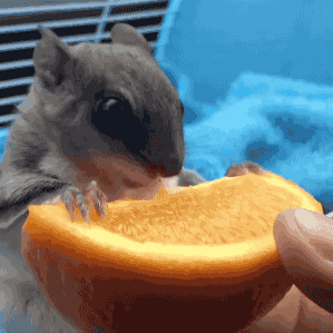 小老鼠 橙子 吃货 可爱
