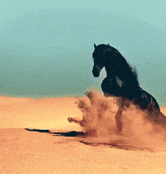 沙漠 黑马 可爱 漂亮