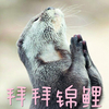 拜拜锦鲤 水獭 萌 海獭