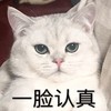 萌宠 猫星人 一脸认真 严肃 搞怪 呆萌