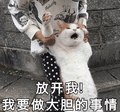 沙雕猫 猫咪 猫 可爱猫 猫表情包 猫咪表情包 小猫