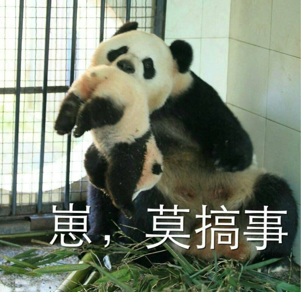 熊猫 可爱 国宝 莫搞事