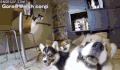 柯基 小狗狗 跑步 萌萌哒 corgi