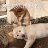 萌宠 汪星人 狗子你要振作起来啊 你不能有事啊 调皮 可爱