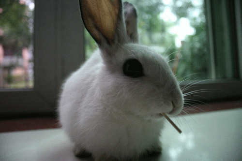 棒棒 兔子 可爱 吃东西